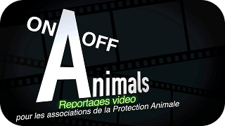 On/Off Animals
